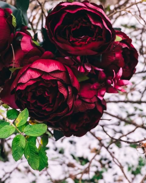 Букет Пионов