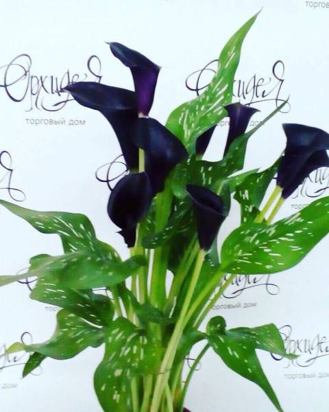 Чёрная Калла