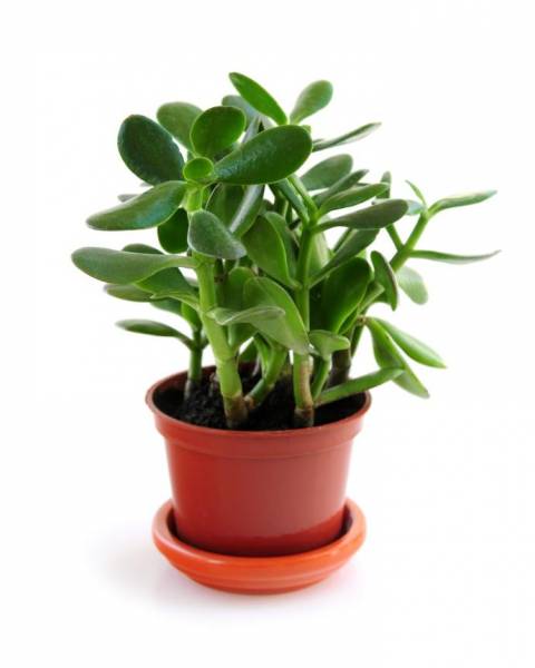 Крассула  ( Толстянка или Денежное дерево)