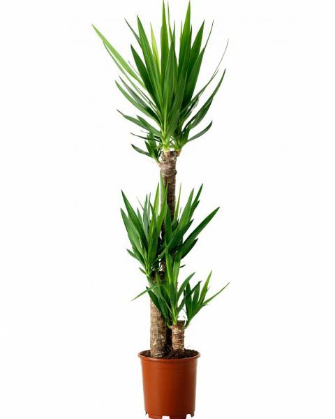 Юкка трехствольная