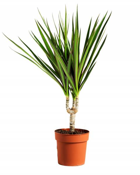 Драцена маргината