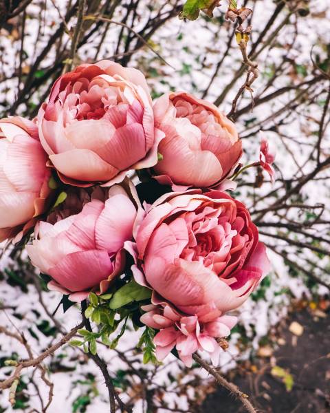 Букет пионов