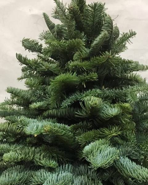 Елка из стабилизированной хвои