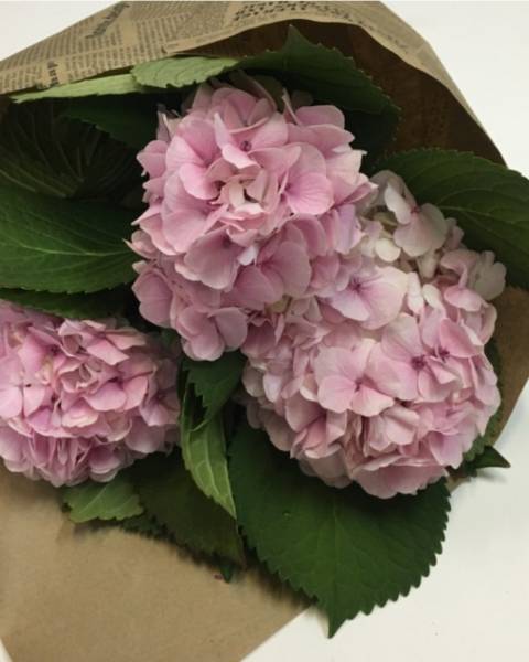 Букет из трёх гортензий в крафтовой бумаге.