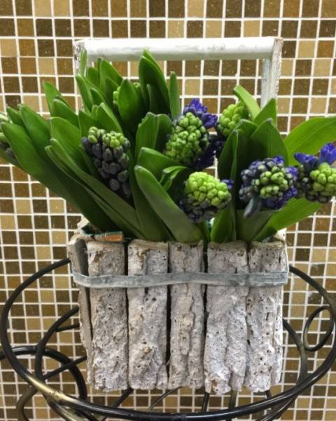 Кашпо, ящик из натуральной коры с синими или разноцветными гиацинтами.