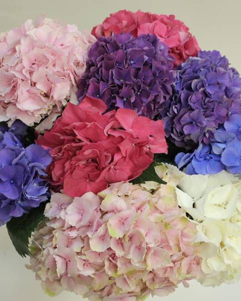 Грациозная, крупная гортензия