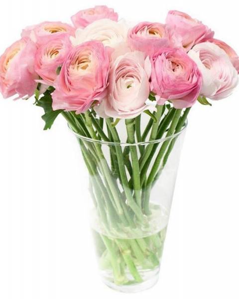 Ранункулюсы