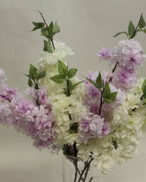 Ветки вишни японской - сакуры 