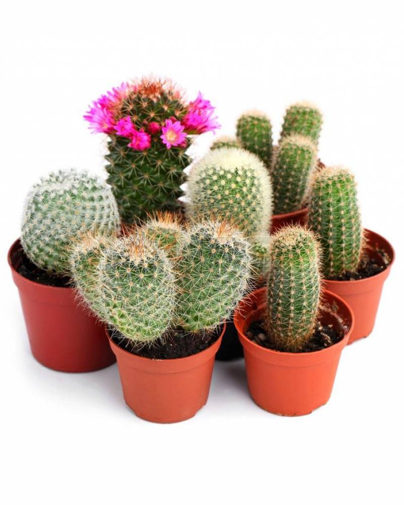 Кактусы в ассортименте
