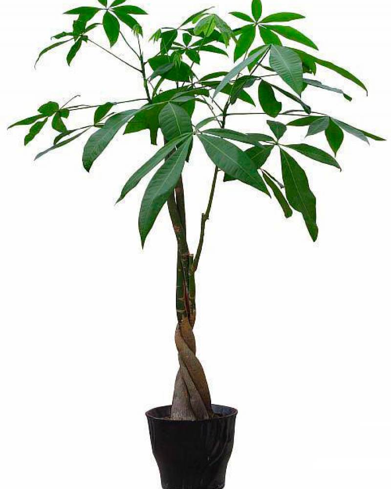 Пахира Акватика