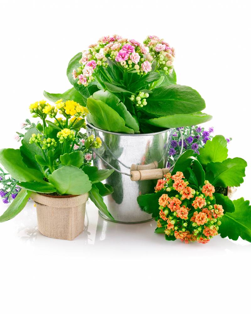 Каланхоэ Каландива