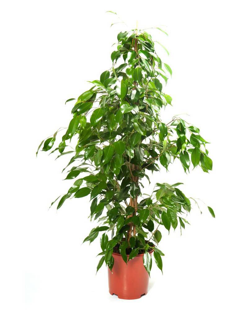 Фикус Бенджамина