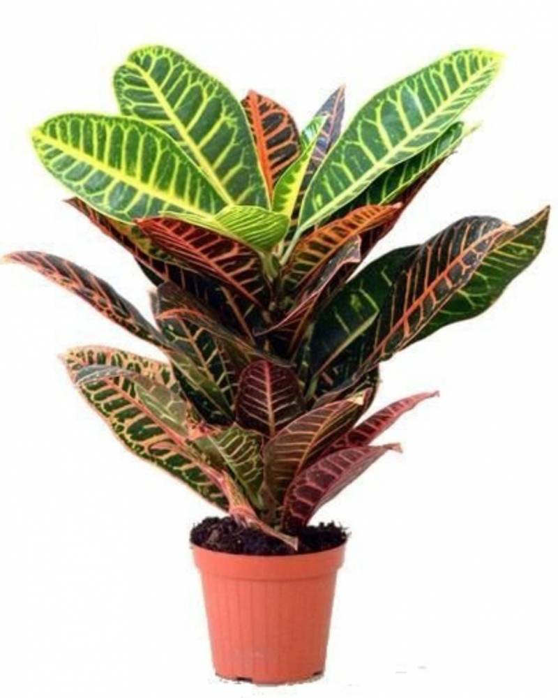 Кротон (Кодиум)