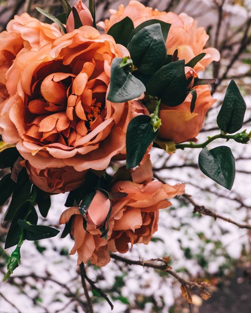 Букет «английская» роза