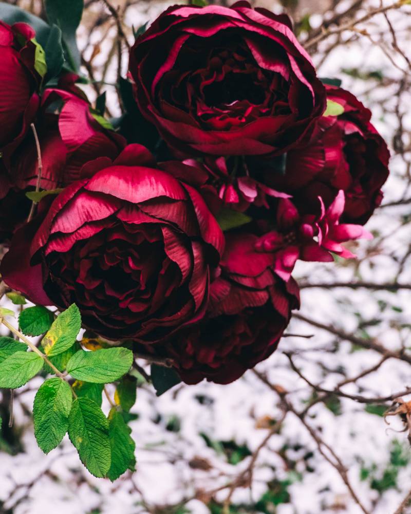 Букет Пионов