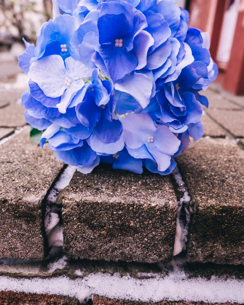 Ветка гортензии