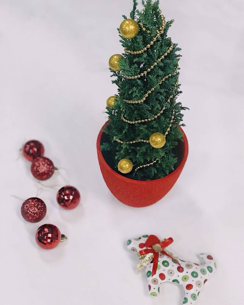 «Кипарисовик»