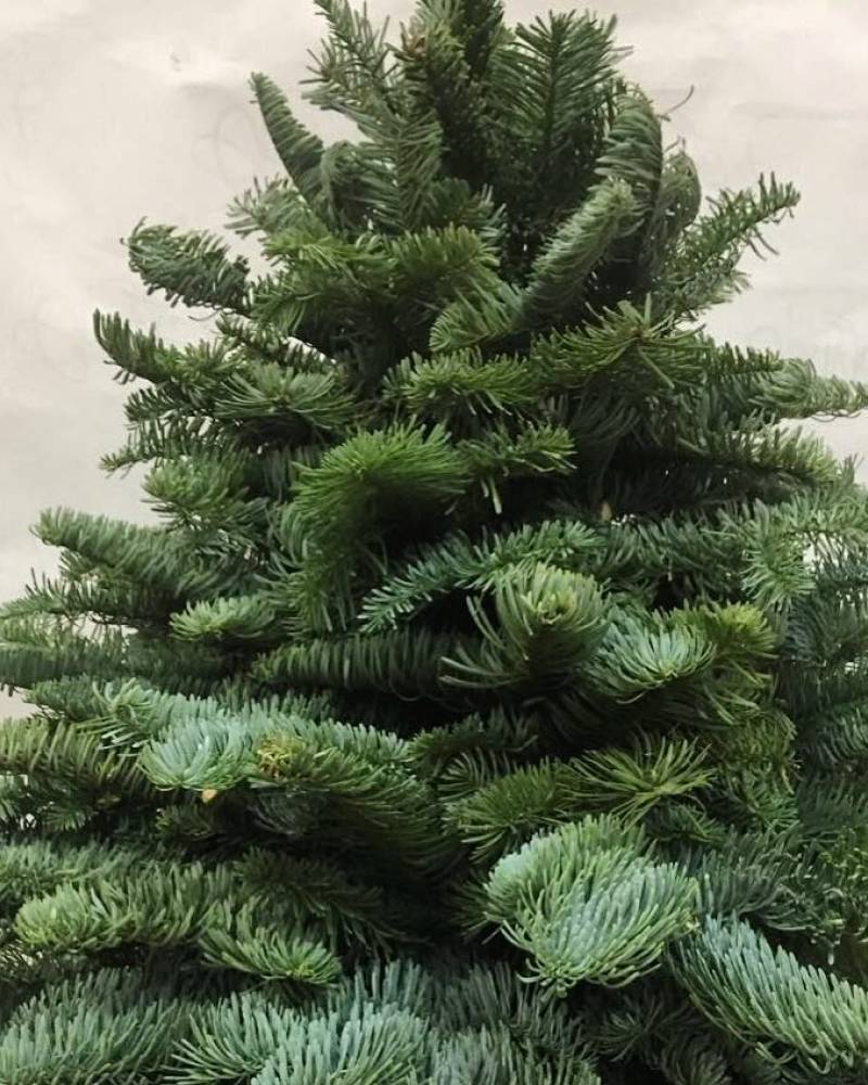 Елка из стабилизированной хвои