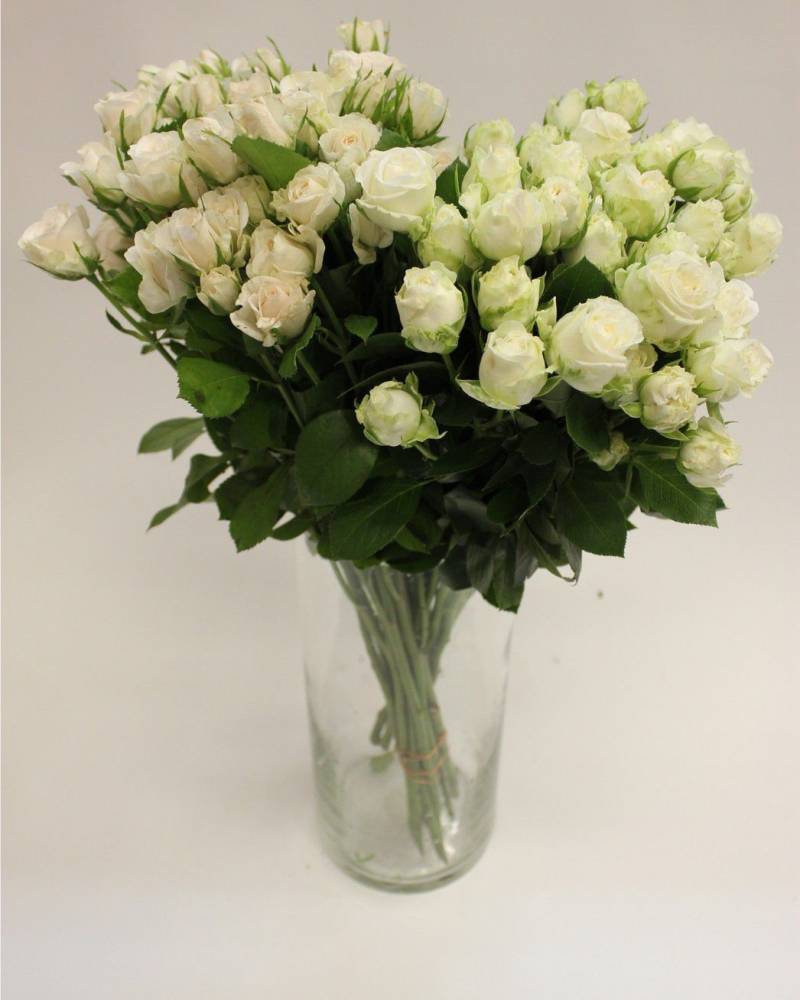 Роза пионовидная, пышная, сортовая